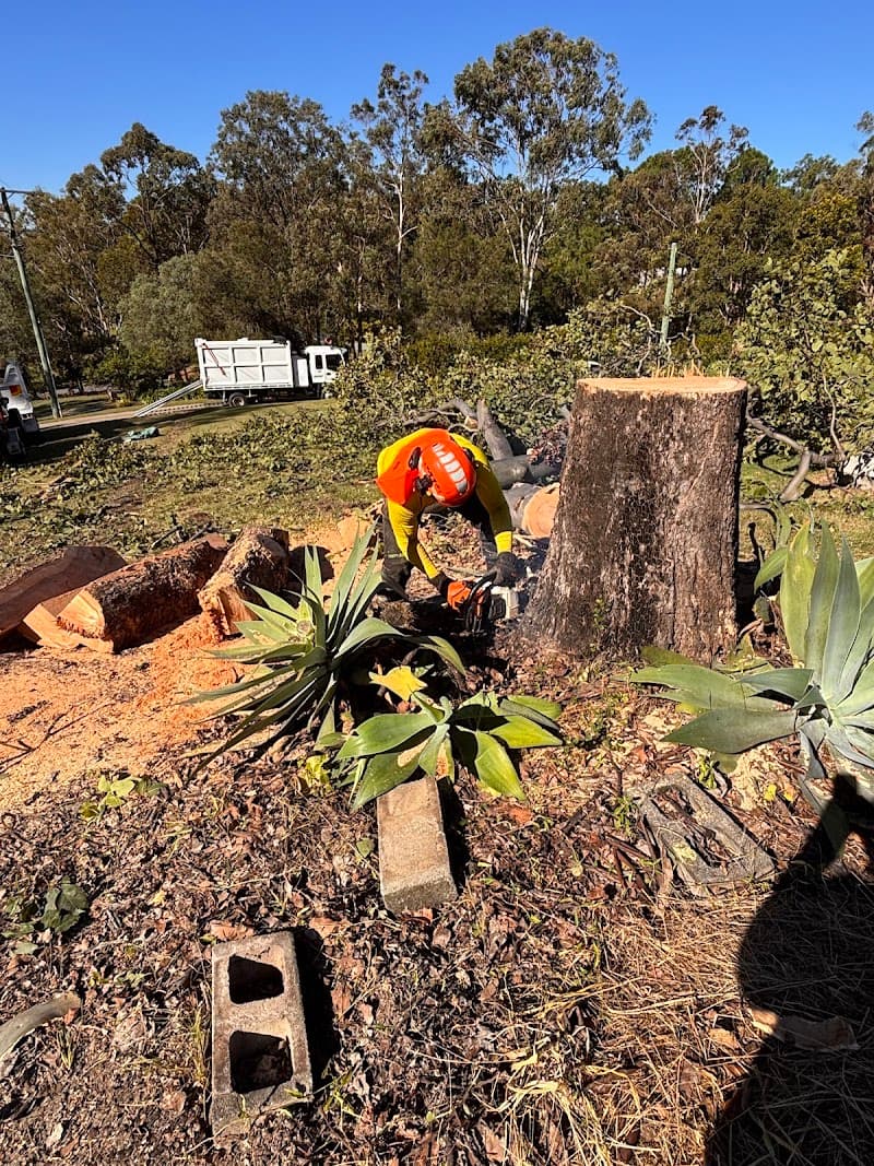 Mick Brewer Tree Services tree services work in Molendinar