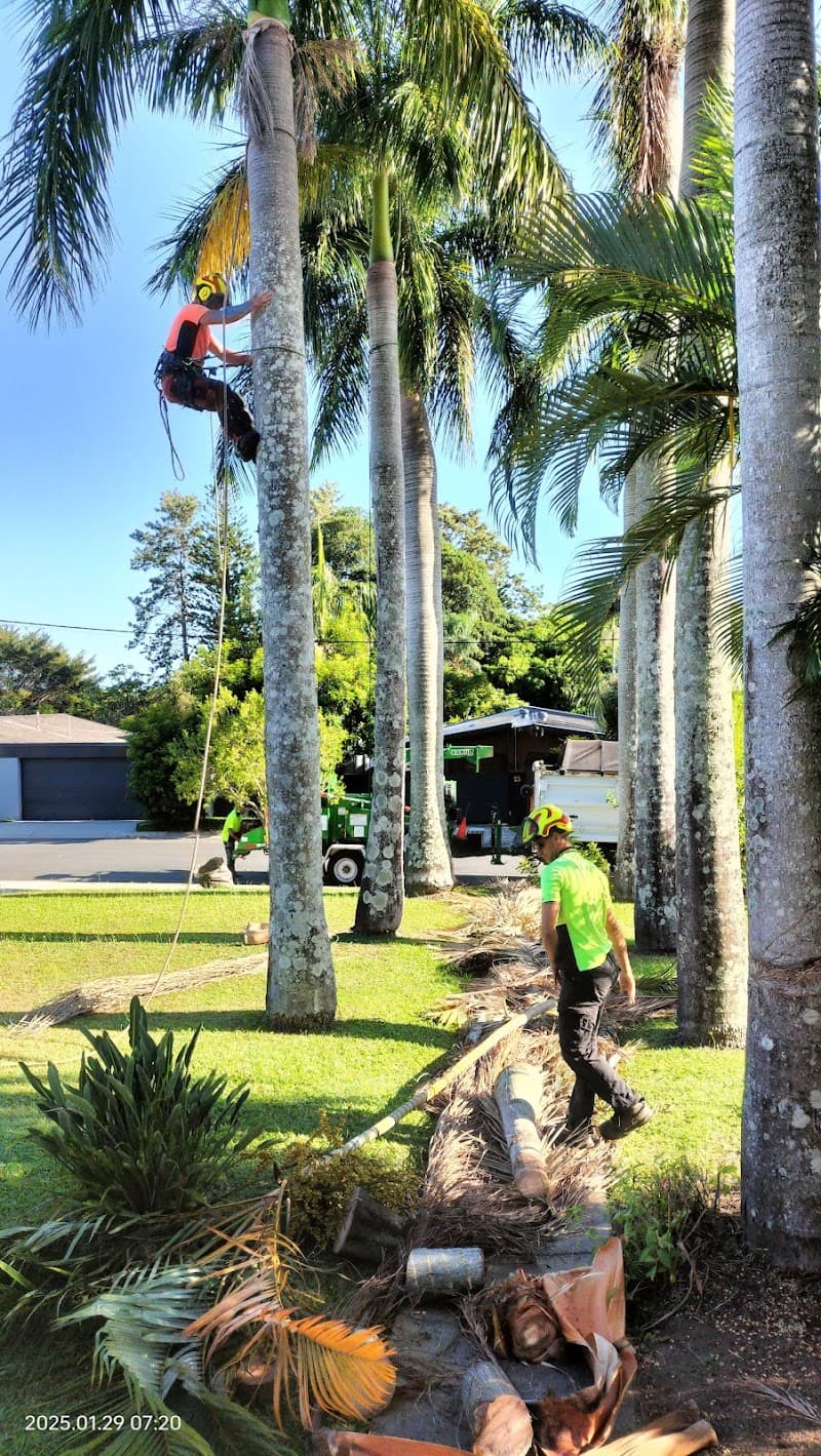 Mick Brewer Tree Services tree services work in Molendinar