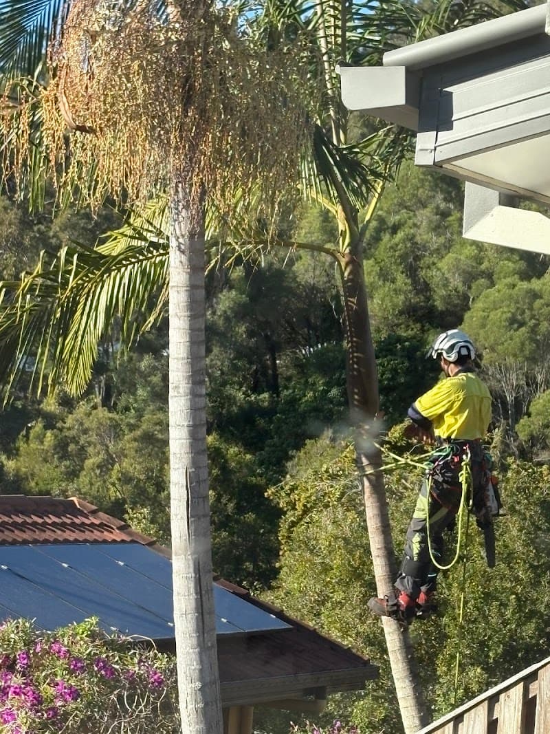 Mick Brewer Tree Services tree services work in Molendinar