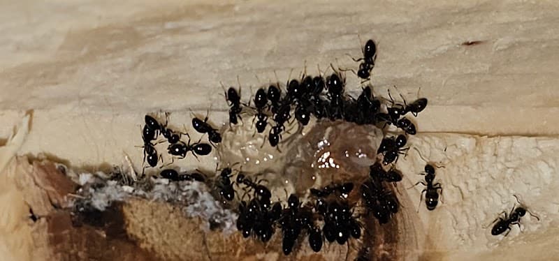 Micropest Pest Control Sydney pest control work in Artarmon