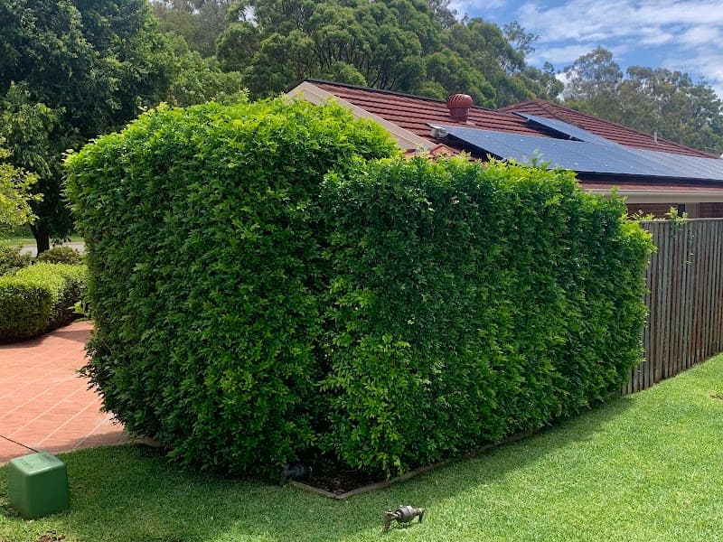 Mike’s Mowing lawn care work in Port Macquarie