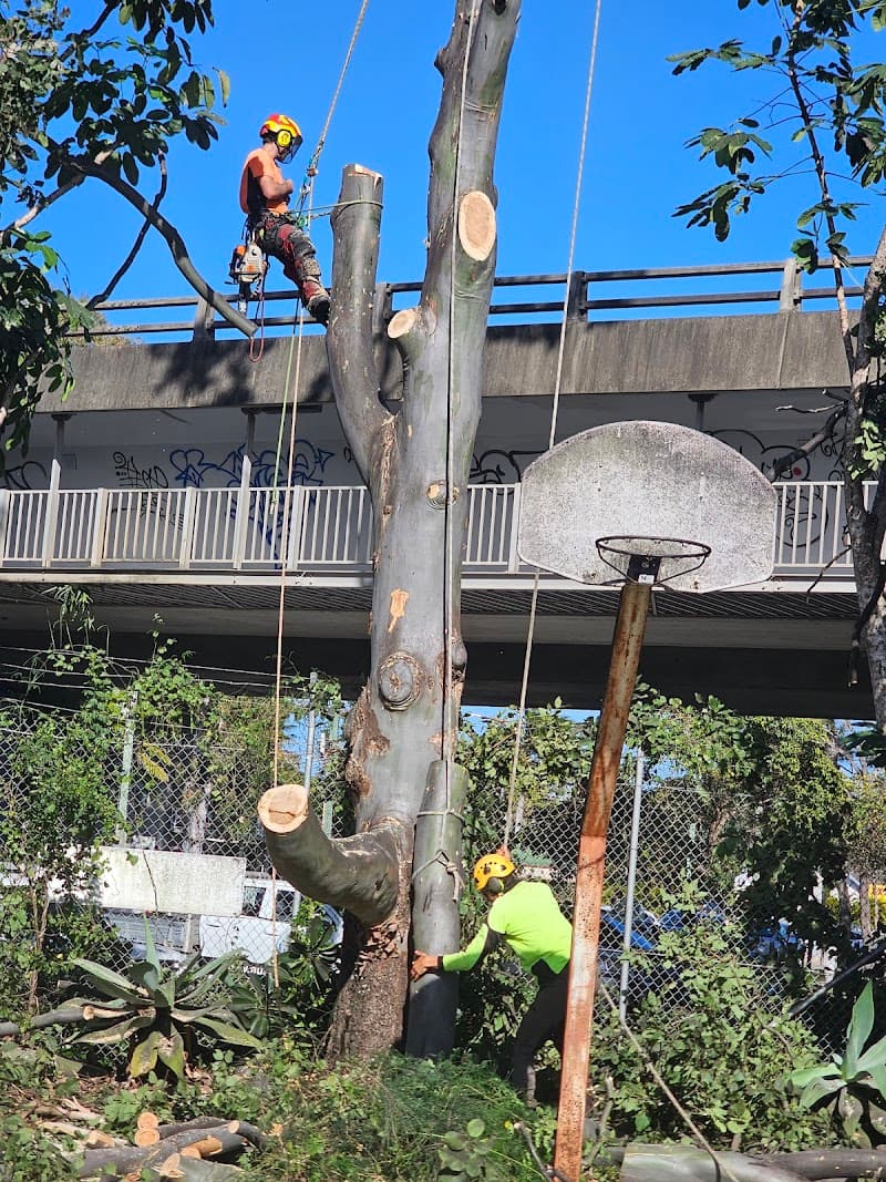 Mint Tree Services tree services work in Miami