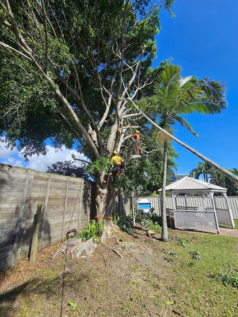 Mint Tree Services tree services work in Miami