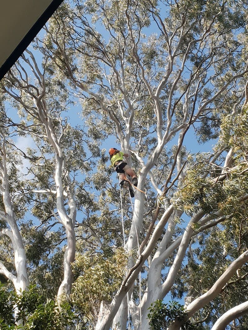 Mint Tree Services tree services work in Miami