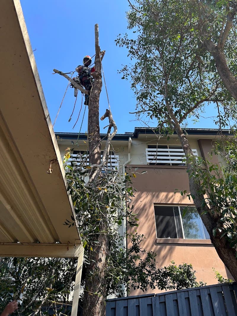 Mint Tree Services tree services work in Miami