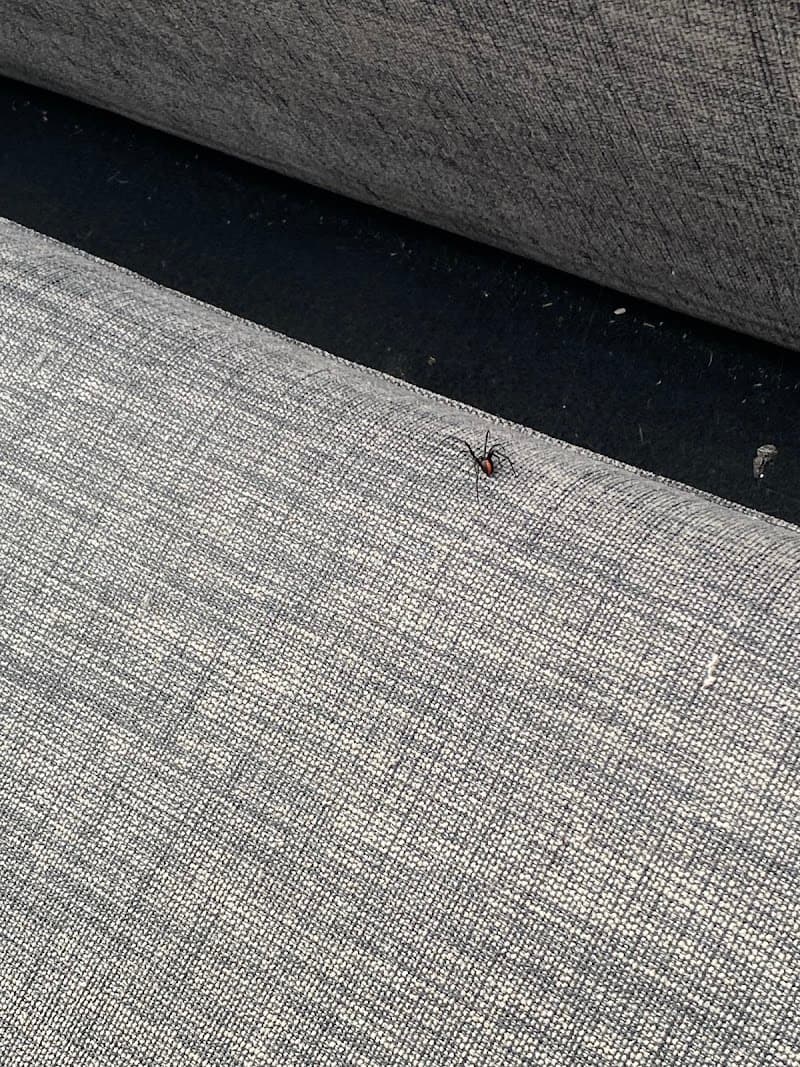 MJ Pest Management pest control work in Sans Souci