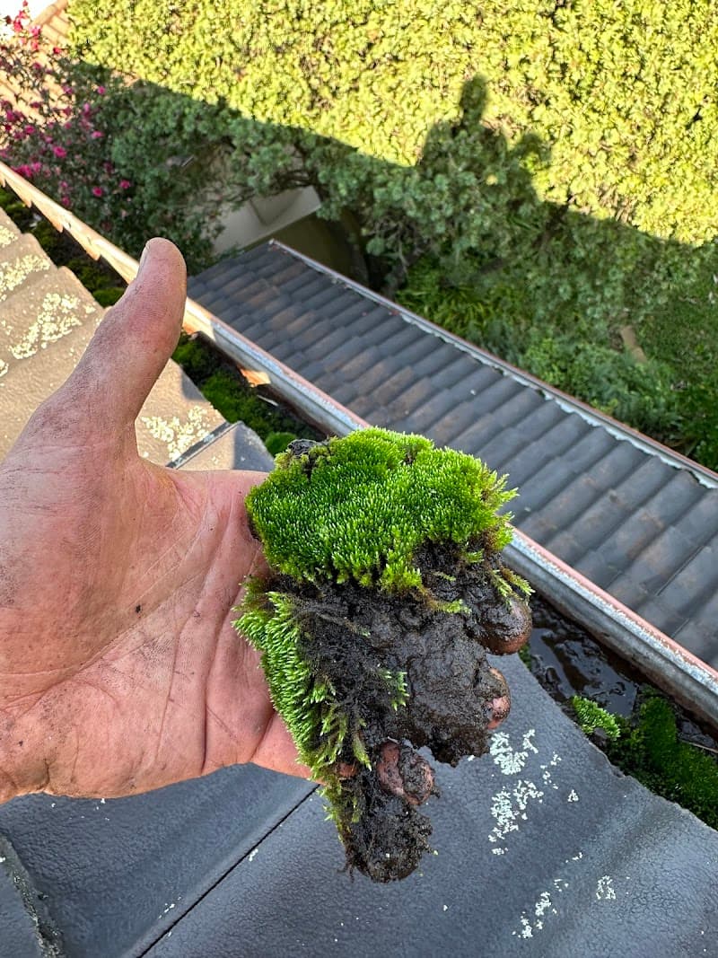 Mobile Gutters gutter cleaning work in Paddington