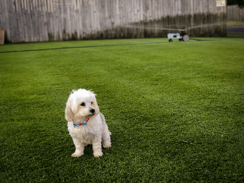 Moreton Bay Greenskeeping lawn care work in Morayfield