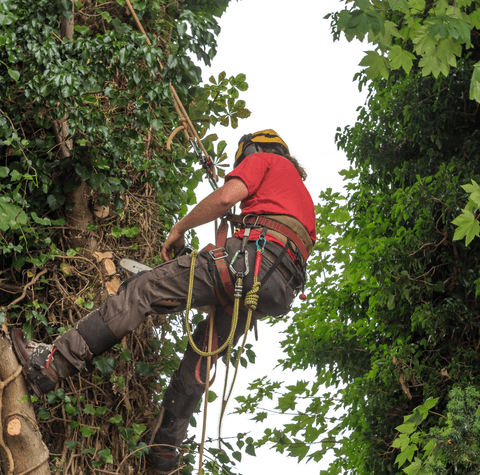 Mornington Peninsula Tree Removal Service tree services work in Mount Martha