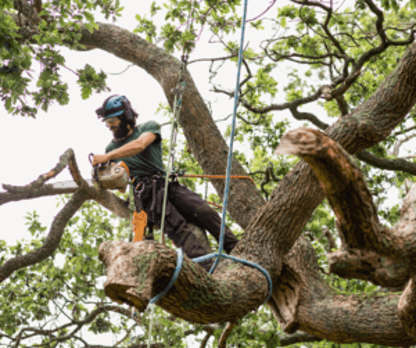 Mornington Peninsula Tree Removal Service tree services work in Mount Martha