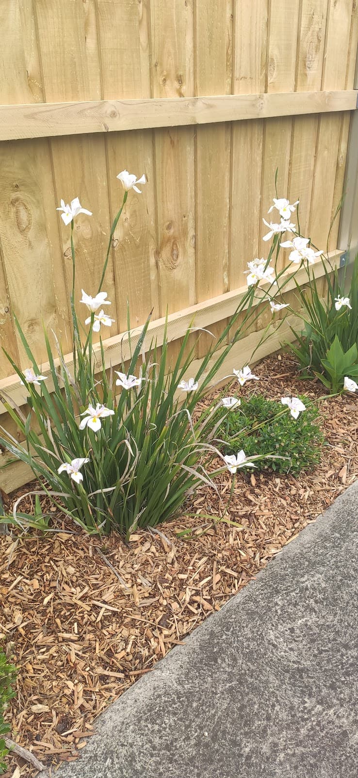 Mornington Sand and Soil landscaping work in Mornington
