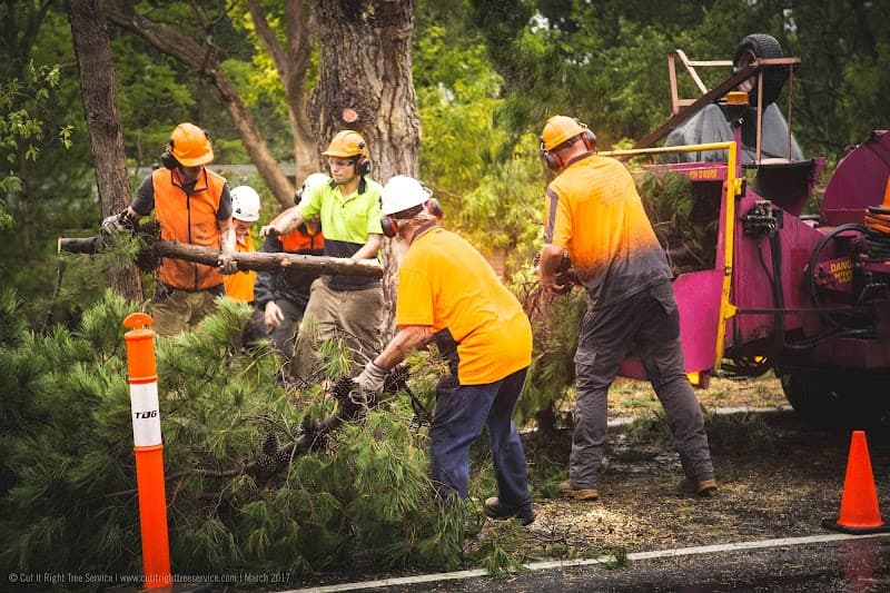 Mornington Tree Service tree services work in Mornington