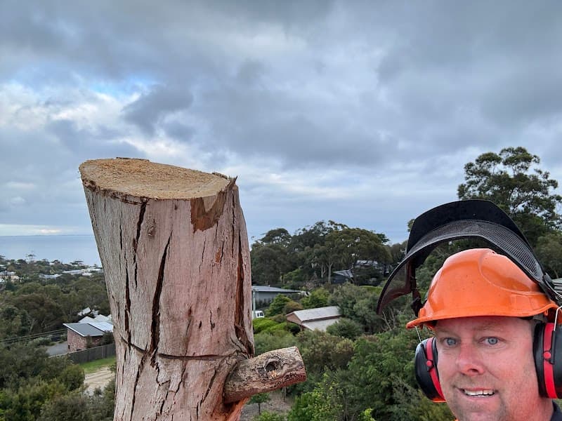 Mornington Tree Service tree services work in Mornington