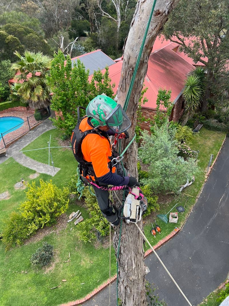 Mornington Tree Service tree services work in Mornington