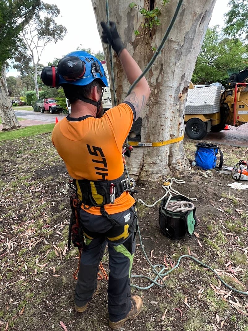 Mornington Tree Service tree services work in Mornington