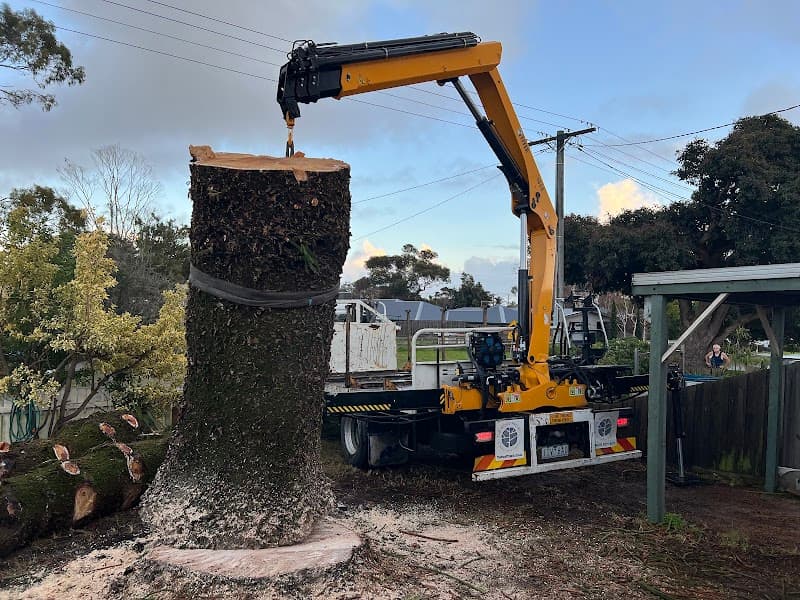 Mornington Tree Service tree services work in Mornington