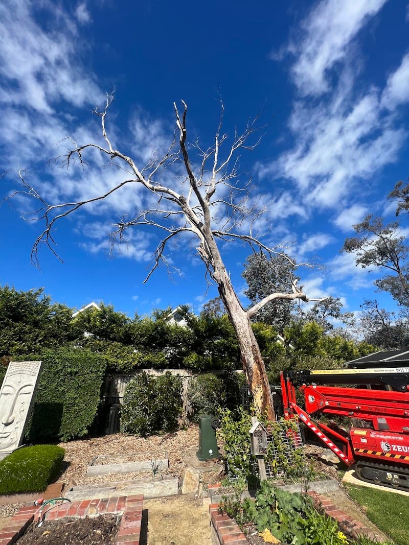 Mornington Tree Service tree services work in Mornington