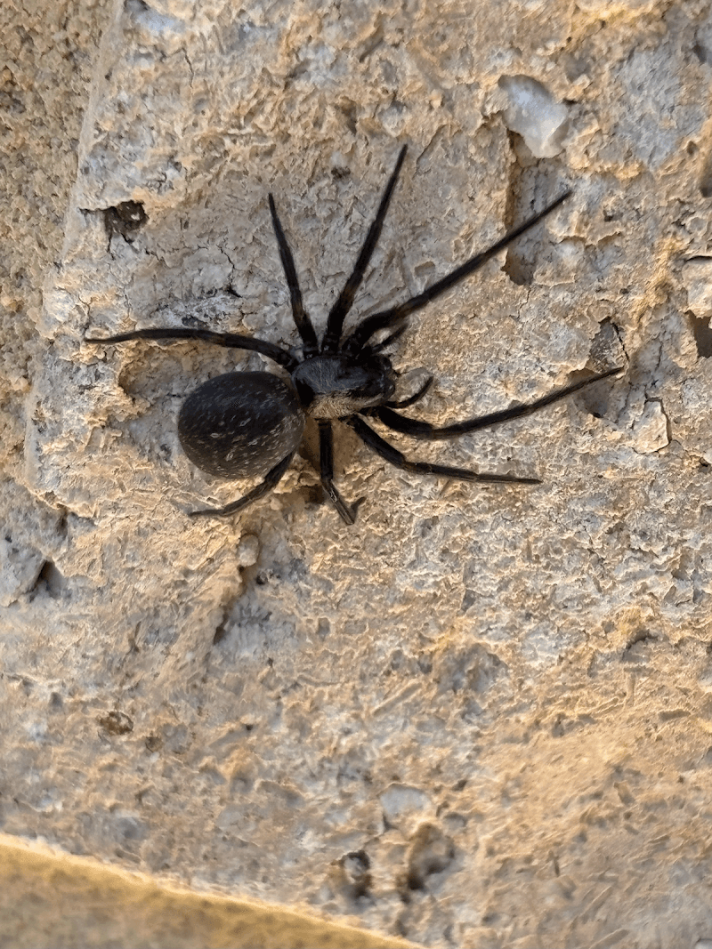 Mount Lawley Pest Control pest control work in Mount Lawley