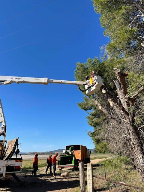 MPDT - The Tree Specialist tree services work in White Rock