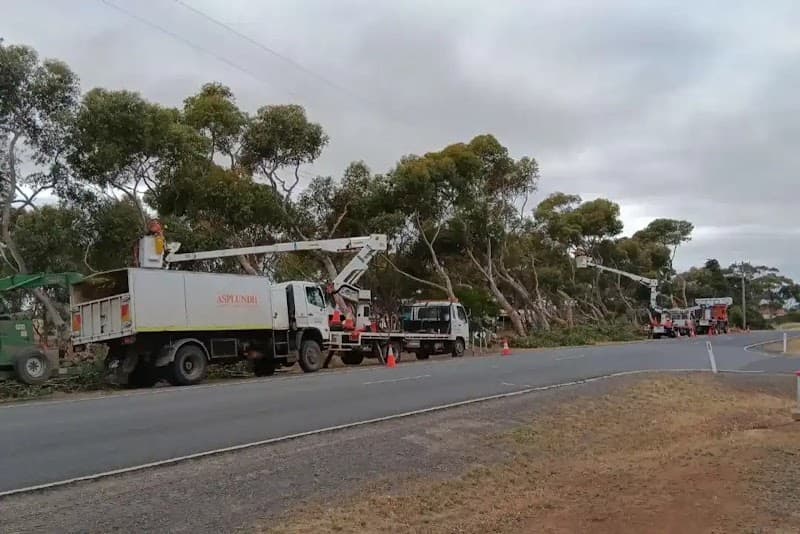 MPDT - The Tree Specialist tree services work in White Rock