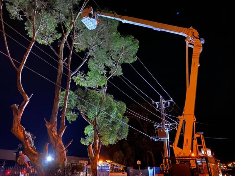 MPDT - The Tree Specialist tree services work in White Rock