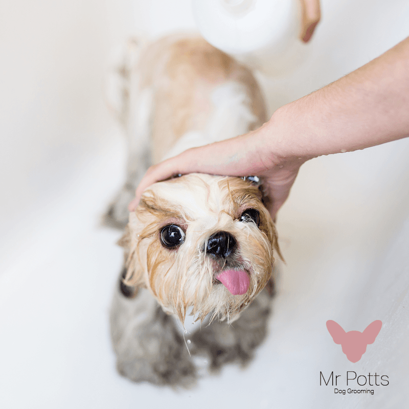Mr Potts dog grooming dog grooming work in Albion
