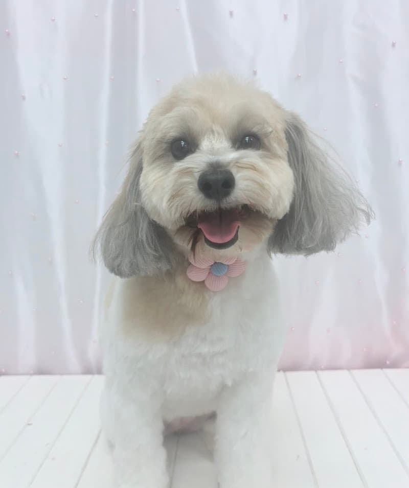 Mr Potts dog grooming dog grooming work in Albion