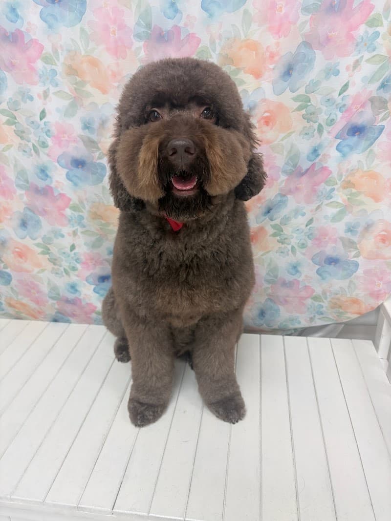 Mr Potts dog grooming dog grooming work in Albion