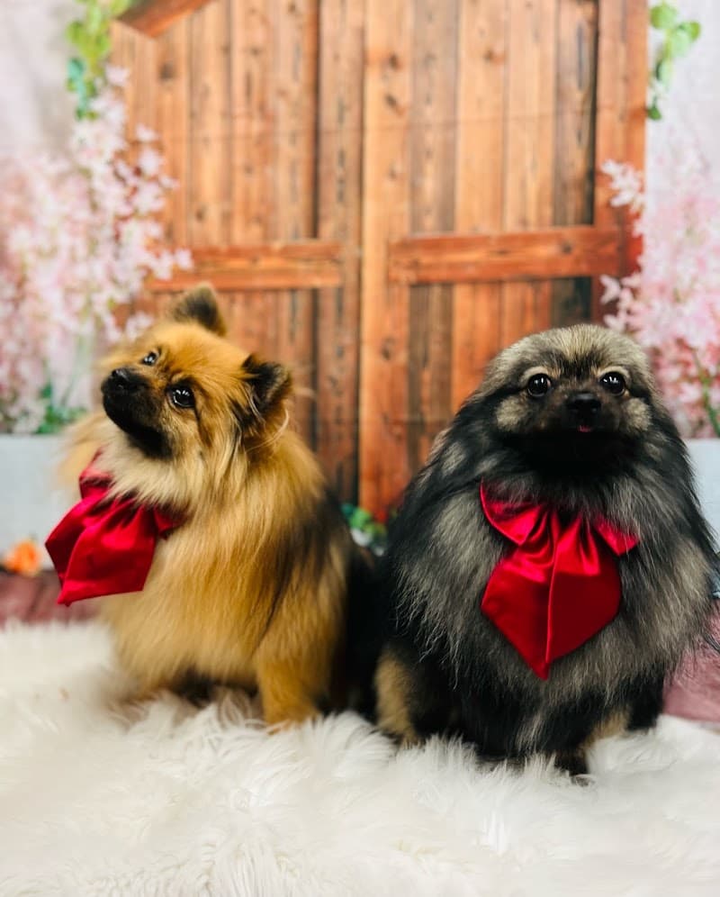 Mr Potts dog grooming dog grooming work in Albion