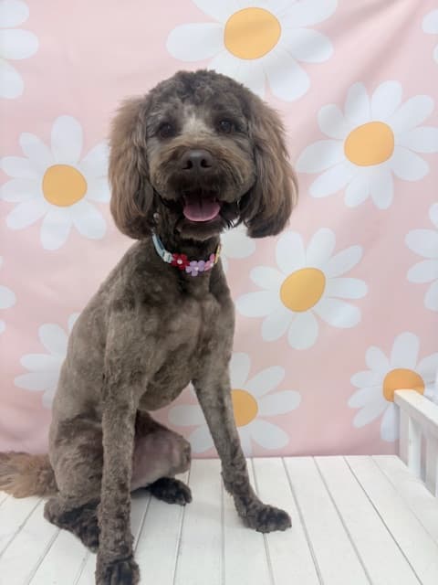 Mr Potts dog grooming dog grooming work in Albion