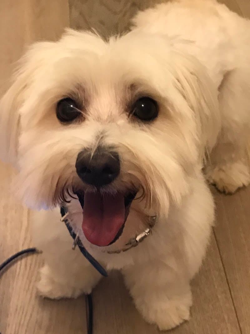 Mr Teddy Bear dog grooming work in Bowen Hills
