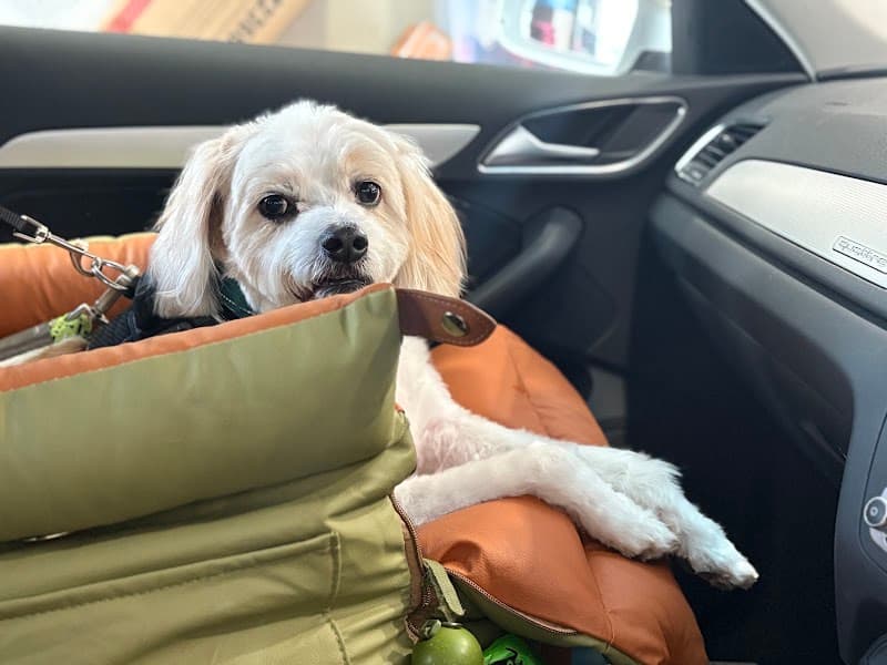 Mr Teddy Bear dog grooming work in Bowen Hills