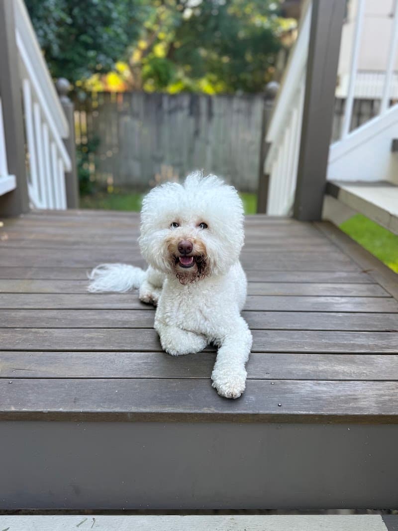 Mr Teddy Bear dog grooming work in Bowen Hills