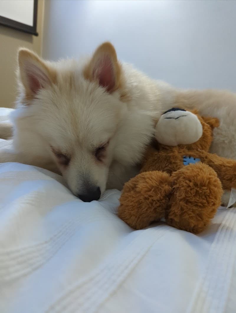 Mr Teddy Bear dog grooming work in Bowen Hills
