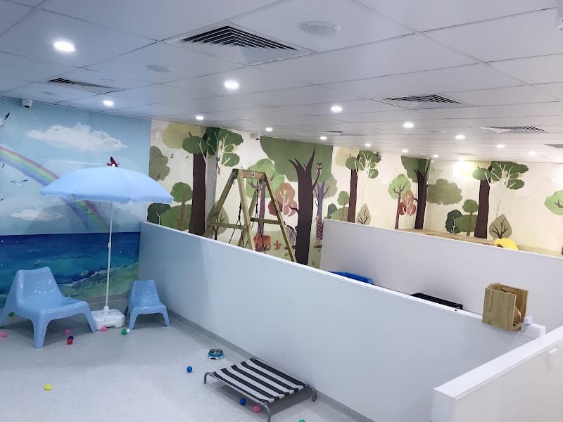 Mr Teddy Bear dog grooming work in Bowen Hills