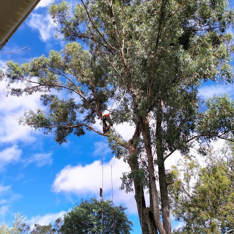 Mr.Trees tree services work in Seventeen Mile Rocks