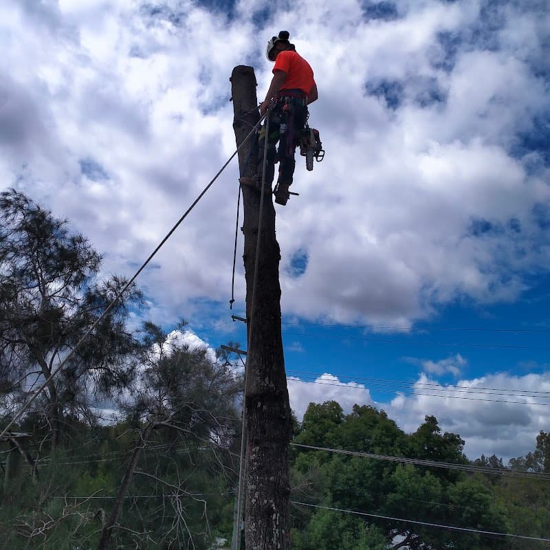 Mr.Trees tree services work in Seventeen Mile Rocks