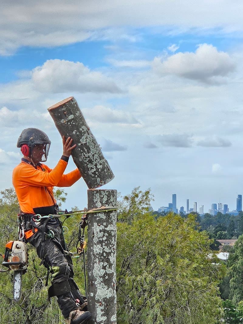 Mr.Trees tree services work in Seventeen Mile Rocks