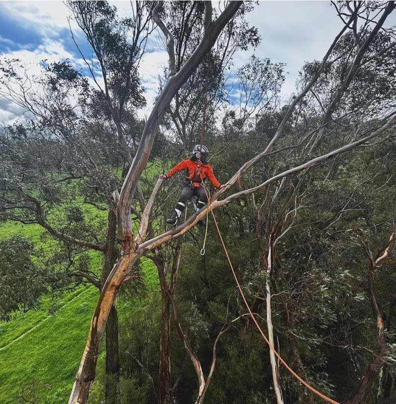MS Tree Care tree services work in Springfield