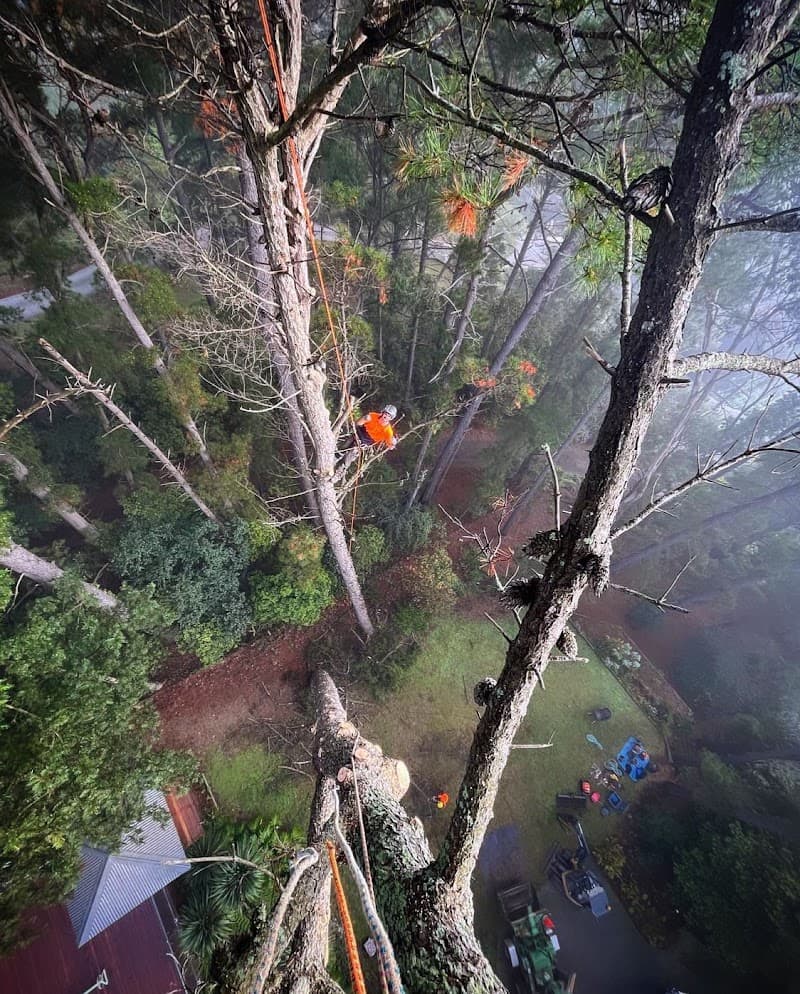 MS Tree Care tree services work in Springfield