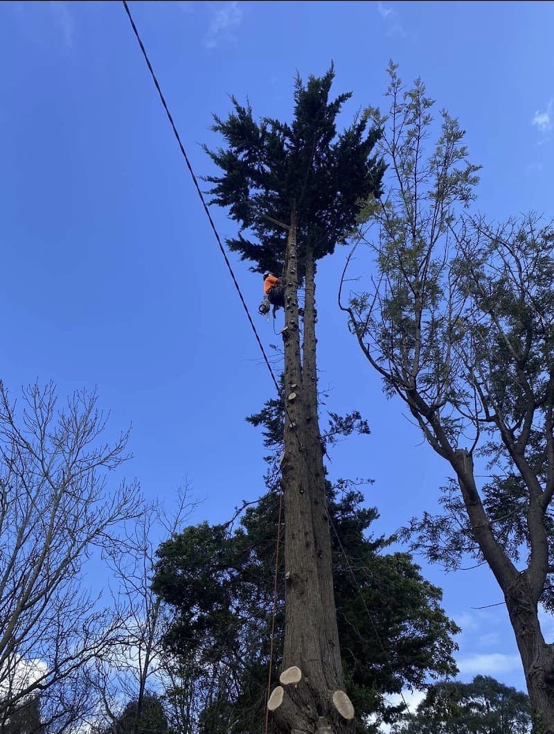 MS Tree Care tree services work in Springfield