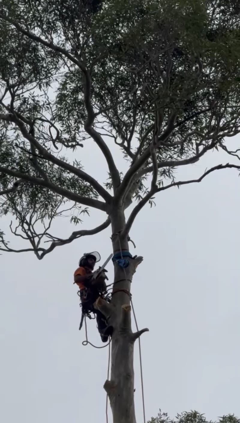 MS Tree Care tree services work in Springfield