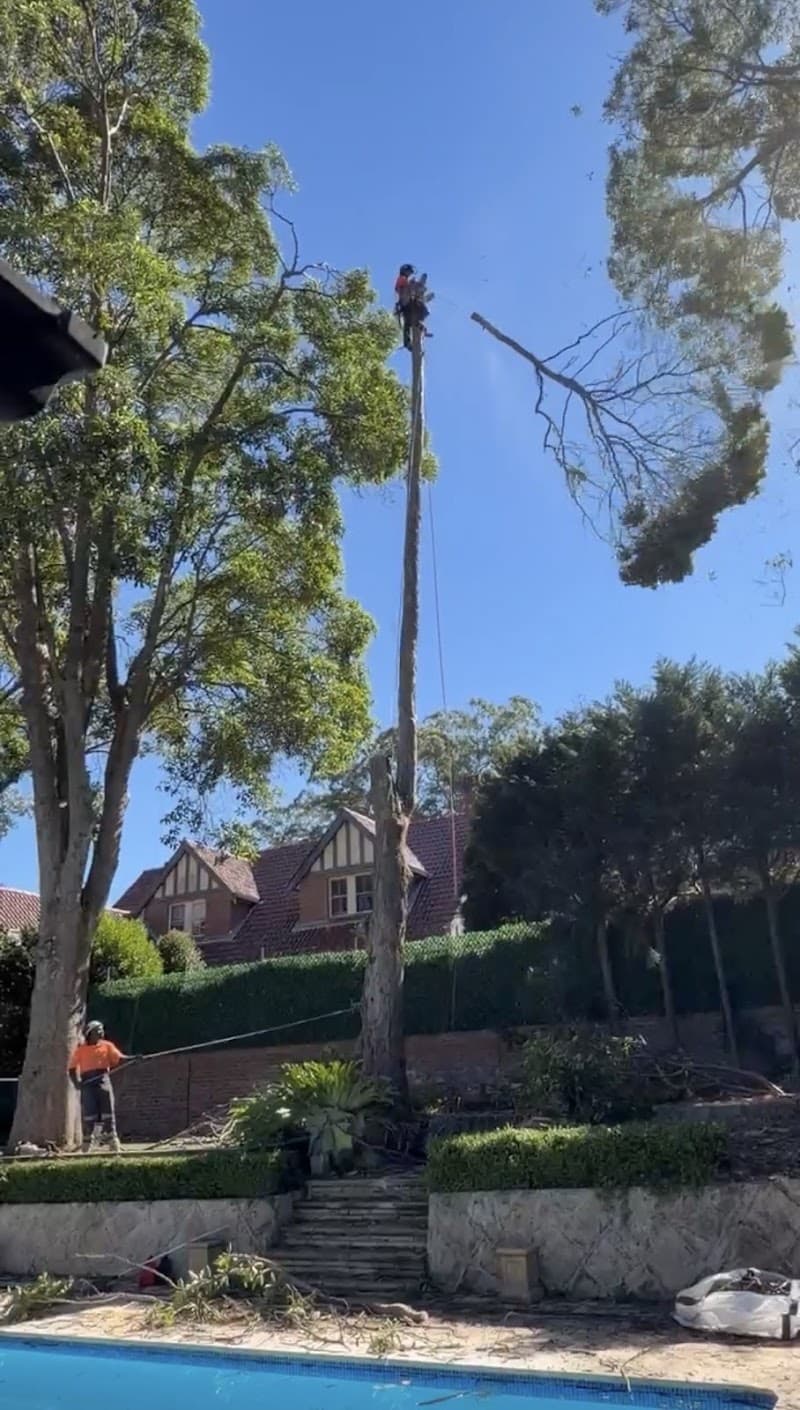 MS Tree Care tree services work in Springfield