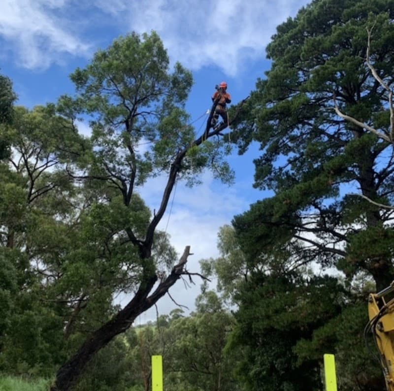 MS Tree Care tree services work in Springfield
