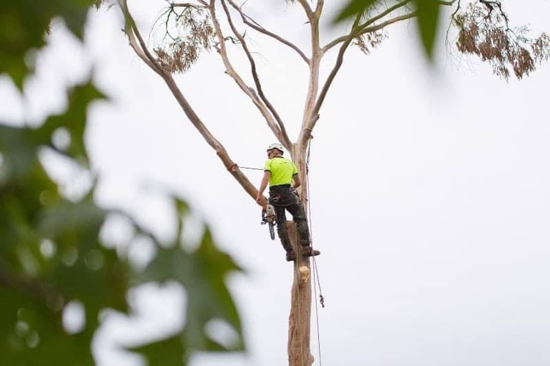 Mudjimba Tree Services tree services work in Mudjimba