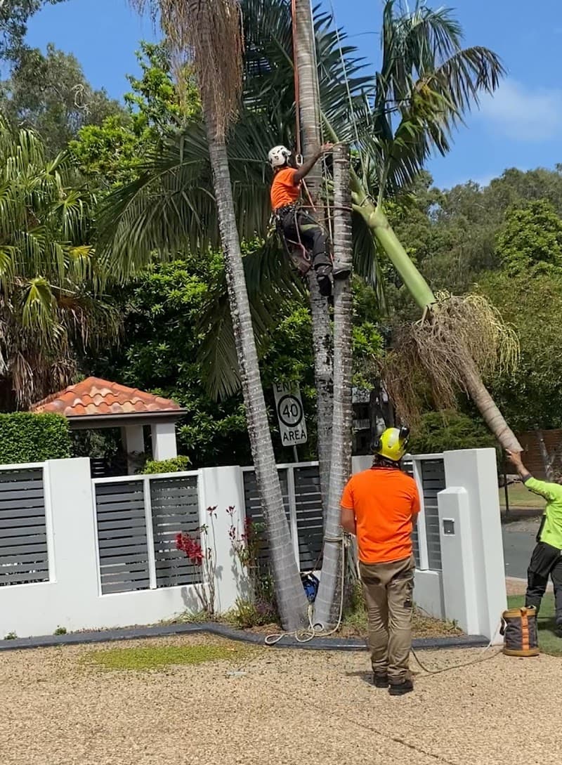Mudjimba Tree Services tree services work in Mudjimba