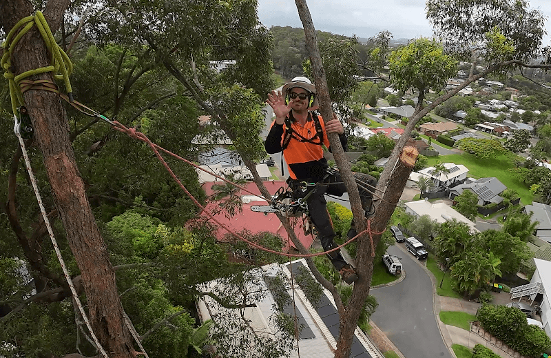 Mudjimba Tree Services tree services work in Mudjimba