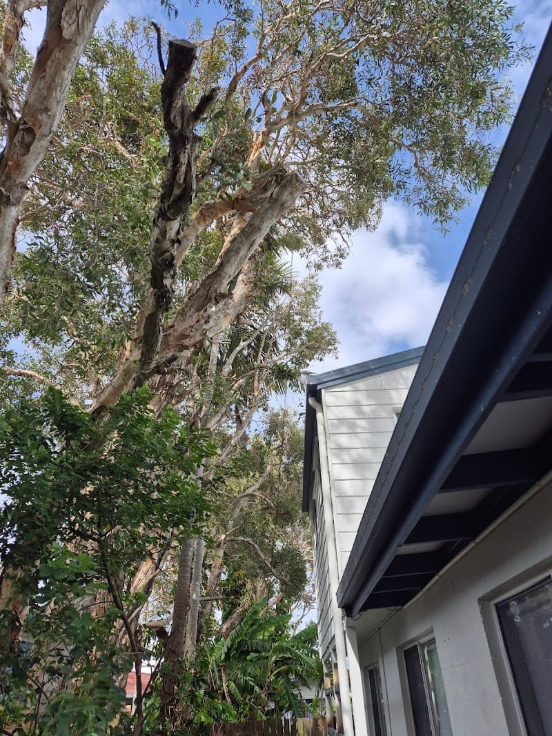 Mudjimba Tree Services tree services work in Mudjimba