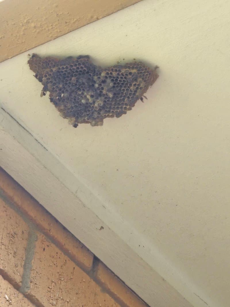 Multi Dynamic Pest Control pest control work in Crestwood