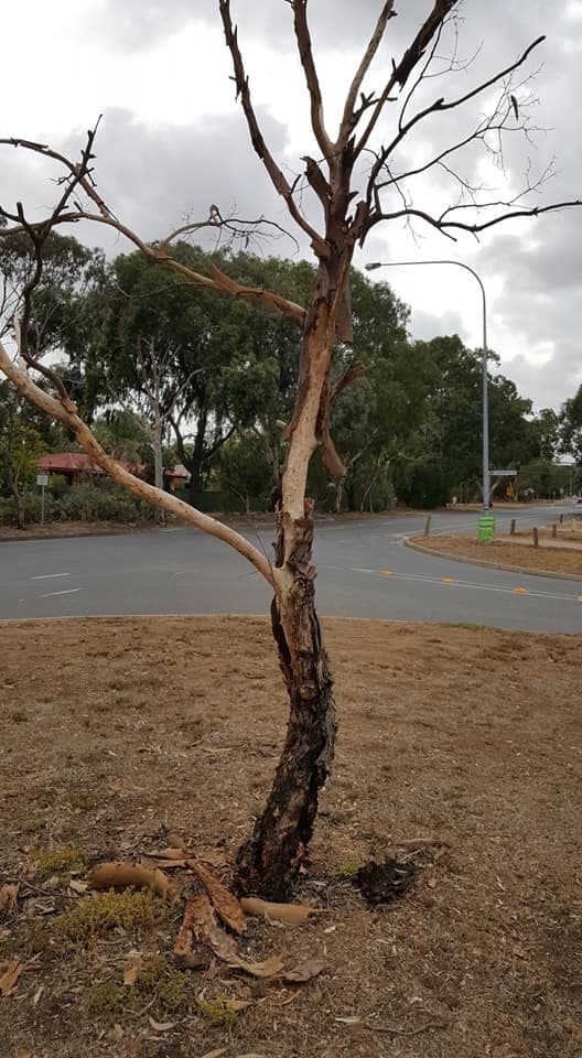 Murray Pest Control - Adelaide pest control work in Stepney